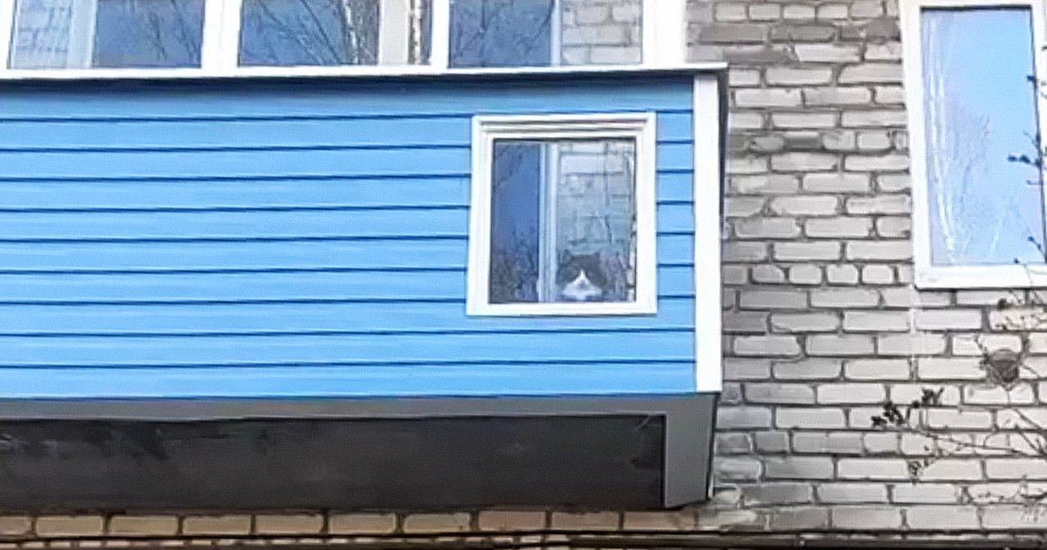 😼 Жители Можайского района сделали окно для кота image preview